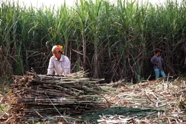 Nông dân trồng mía ở Nam Bộ: Sản xuất nhỏ mãi chịu thiệt