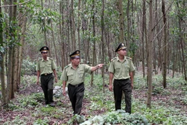 Kon Tum sử dụng hơn 123 tỷ đồng chi trả dịch vụ môi trường rừng