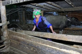 Không khí lạnh tăng cường, Đông Bắc Bộ có rét đậm và rét hại 