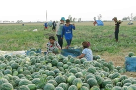 Đa dạng các giải pháp hỗ trợ nông dân tiêu thụ dưa hấu
