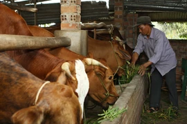 Mô hình nuôi vỗ béo bò thịt giúp nhiều hộ nông dân ở Đắk Lắk thoát nghèo. (Ảnh: Dương Giang/TTXVN)