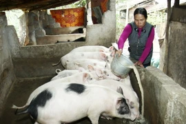 Chăn nuôi gia súc xóa đói giảm nghèo ở một hộ dân tộc Vân Kiều. (Ảnh: Hồ Cầu/TTXVN)