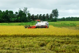  Thu hoạch lúa tại huyện Trần Văn Thời, Cà Mau. (Ảnh: Huỳnh Thế Anh/TTXVN)