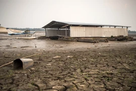 Cảnh khô hạn ở hồ Aleixo, khu vực Manaus, Amazonas, Brazil tháng 10/2015. (Nguồn: AFP/TTXVN)