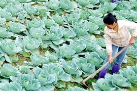 Mô hình trang trại trồng rau trên núi của 7 chàng trai dân tộc Tày