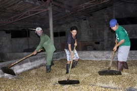 Đắk Lắk xử lý hàng chục cơ sở sản xuất, chế biến càphê bột "bẩn"