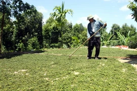 Phơi hồ tiêu sau khi thu hoạch. (Ảnh: Hồ Cầu/TTXVN)