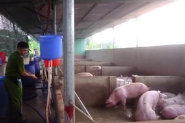 Tây Ninh phạt 3 cơ sở bơm nước vào gia súc trước khi giết mổ