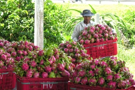 (Ảnh: Nguyễn Thanh/TTXVN)