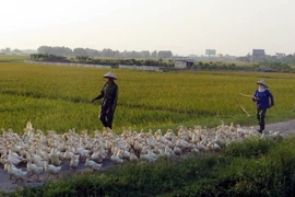 Ảnh minh họa. (Nguồn: TTXVN)