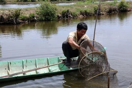 Thời tiết khô hạn trong thời gian qua đã ảnh hưởng đến các hộ nuôi tôm ở Kiên Giang. (Ảnh: Lê Huy Hải/TTXVN)