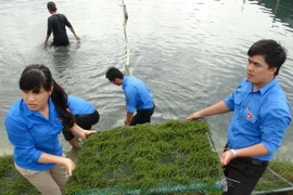 Thanh niên tình nguyện giúp ngư dân làm kinh tế biển. Ảnh minh họa. (Nguồn: TTXVN)