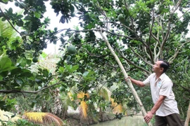 Ảnh minh họa. (Nguồn: TTXVN)