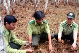 Rừng tràm U Minh Hạ đối mặt nguy cơ cháy cực kỳ nguy hiểm