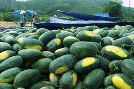 Dưa hấu vừa được "giải cứu," người dân Quảng Ngãi hối hả vào vụ mới 