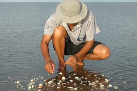 Nông dân Tiền Giang mất trắng 180 tỷ đồng vì nghêu chết hàng loạt