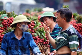 Sở Công Thương Bắc Giang khẳng định không có tình trạng vải thiều 'dội chợ'. (Ảnh: Quý Trung/TTXVN)