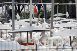 Ảnh minh họa. (Nguồn: AFP/TTXVN)