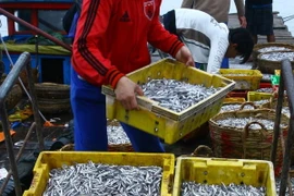 Ngư dân Khánh Hòa thu lãi cao nhờ trúng đậm cá cơm trái mùa