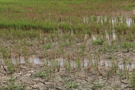 Ảnh hưởng của khô hạn và mặn xâm nhập khiến nhiều hécta lúa ở Trà Vinh bị chết. (Ảnh: Huy Hoàng/TTXVN)