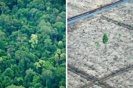 Liên hợp quốc kêu gọi các quốc gia bảo vệ và phát triển rừng