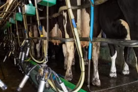 (Nguồn: BBC)