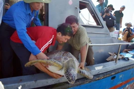 Bạc Liêu: Thả con vích quý hiếm hơn 62kg về môi trường tự nhiên