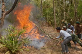 Bình Thuận cảnh báo nguy cơ cháy rừng cấp cực kỳ nguy hiểm