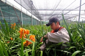 Đà Lạt: Một nửa sản lượng hoa địa lan chơi Tết đã nở sớm