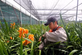 Đà Lạt: Một nửa sản lượng hoa địa lan chơi Tết đã nở sớm