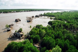 Rừng ngập mặn Cà Mau. (Ảnh: Huỳnh Lâm/TTXVN)