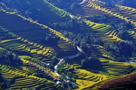 Ruộng bậc thang xã Bản Luốc, huyện Hoàng Su Phì (Hà Giang). (Ảnh: Thanh Hà/TTXVN)
