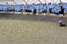 Nuôi tôm công nghệ cao cho năng suất lớn. (Ảnh: Thanh Liêm/TTXVN)