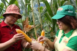 Cuối năm 2015, Việt Nam thương mại hóa cây trồng biến đổi gen 