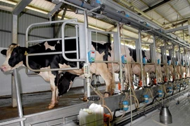 Hệ thống vắt sữa bò tự động tại Trại chăn nuôi bò sữa công nghệ cao Israel. (Ảnh: Mạnh Linh/TTXVN)