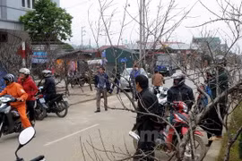 Những cây đào rừng cổ thụ đang biến mất dần ở vùng cao Sơn La