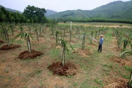 Phát triển vùng sản xuất cây ăn quả tập trung trong mô hình xây dựng nông thôn mới ở huyện Hương Khê. (Ảnh: Vũ Sinh/TTXVN)