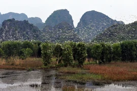 Đàn cò di cư về hu bảo tồn thiên nhiên đất ngập nước Vân Long, Ninh Bình. (Ảnh: Thanh Hà/TTXVN)