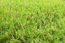 Thủ đô Hà Nội ứng dụng nhiều đề tài khoa học đạt hiệu quả cao