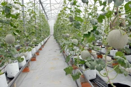 Mô hình trồng dưa lưới trong nhà kính tại Trung tâm nông nghiệp công nghệ cao Thành phố Hồ Chí Minh. (Ảnh: Mạnh Linh/TTXVN)