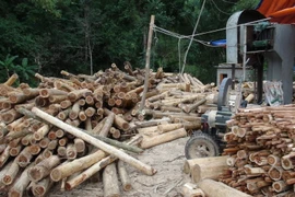 Gỗ keo nguyên liệu. (Ảnh minh họa: Đức Hiếu/TTXVN)