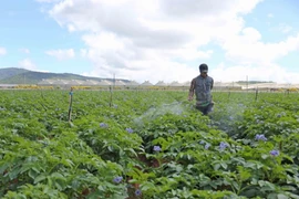 Người dân huyện Đơn Dương - huyện đạt chuẩn nông thôn mới đầu tiên của tỉnh Lâm Đồng và Tây Nguyên - chăm sóc vườn khoai tây. (Ảnh: Nguyễn Dũng/TTXVN)