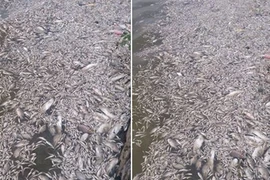 Cá chết hàng loạt tại Hồ Tây. (CTV/Vietnam+)