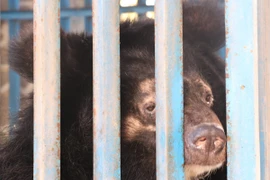 Cá thể gấu ngựa được giải cứu. (Ảnh: TC.ĐVCA)