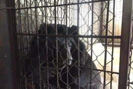 Cứu hộ cá thể gấu ngựa Bảo Lâm. (Ảnh: Tổ chức Động vật Châu Á cung cấp)