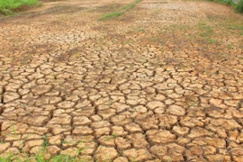Khô hạn, thiếu nước nghiêm trọng ở tỉnh Bến Tre. (Ảnh: Hùng Võ/Vietnam+)