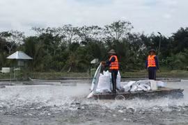 Nuôi cá tra áp dụng công nghệ tiên tiến tại Trại nuôi cá Phú Thuận, Hậu Giang. (Ảnh: Hoàng Thị Hoa/Vietnam+)