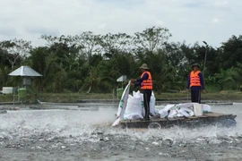 Nuôi cá tra áp dụng công nghệ tiên tiến tại Trại nuôi cá Phú Thuận, Hậu Giang. (Ảnh: Hoàng Thị Hoa/Vietnam+)