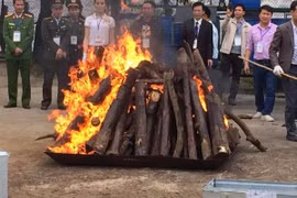 Tiêu hủy hơn 2.000kg ngà voi và 70kg sừng tê giác tại huyện Sóc Sơn, thành phố Hà Nội. (Ảnh: Thanh Tâm/Vietnam+)
