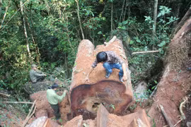 Một khúc gỗ nghiến cổ thụ còn sót lại sau khi bị lâm tặc xẻ thịt thành dạng thớt. (Ảnh: H.V/Vietnam+)